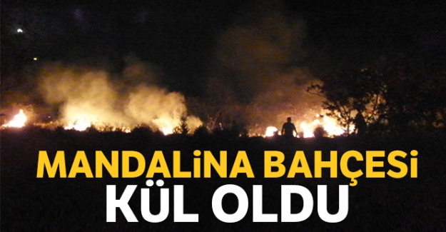 Mandalina bahçesi kül oldu