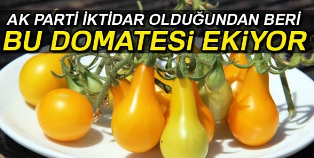 AK Parti iktidar olduğundan beri bu domatesleri ekiyor