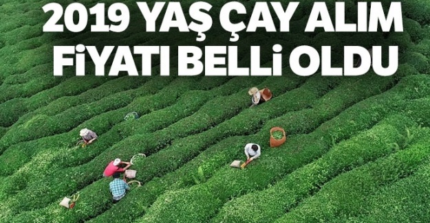 2019 yaş çay alım fiyatı belli oldu