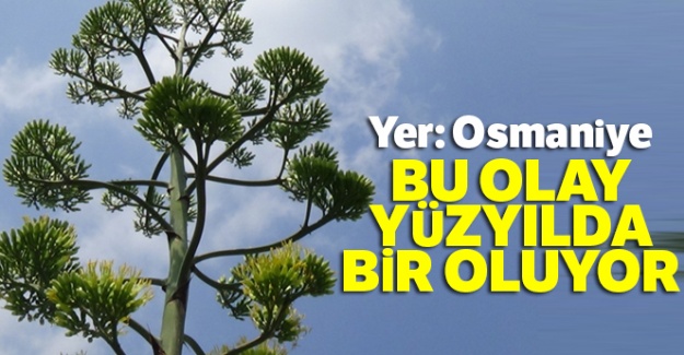 Osmaniye'de gerçekleşti: Bu olay yüzyılda bir oluyor