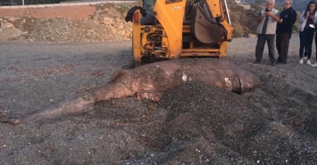 İzmir'de 3 metre uzunluğunda köpek balığı karaya vurdu