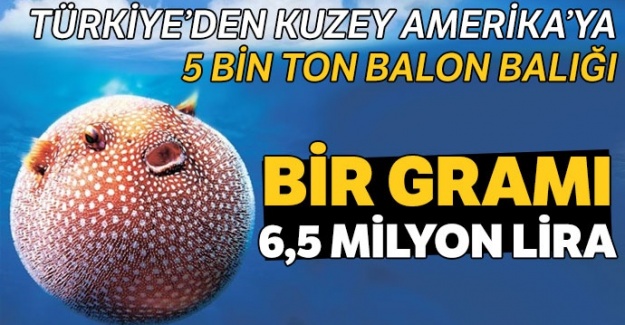 Balon balığı tehdit değil kansere ilaç olacak