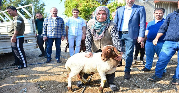 Koyunları çalınan Ayşe teyzenin gözyaşları dindi