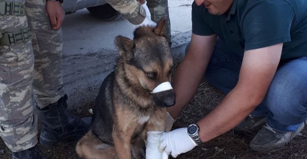 Türk Ordusu, her canlının yarasını sarıyor