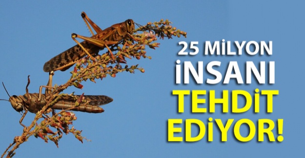 Afrika'dan gelen çöl çekirgeleri 25 milyon insanı tehdit ediyor