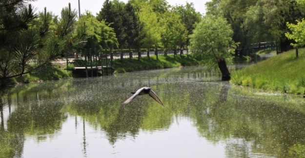 Hava kirliliği yüzde 20 azaldı