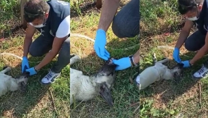 Fedakâr polis, susuzluktan fenalaşan köpeğe elleriyle su içirdi