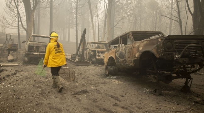  ABD'deki orman yangınlarında ölü sayısı 33'e yükseldi