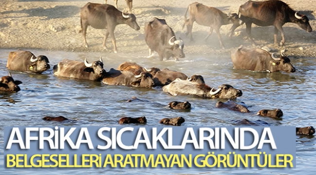 Afrika sıcaklarında belgeselleri aratmayan görüntüler