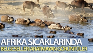 Afrika sıcaklarında belgeselleri aratmayan görüntüler