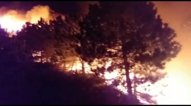 İzmir'deki orman yangını sonrası ağır bilanço