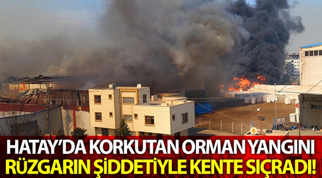 Hatay'da korkutan orman yangını