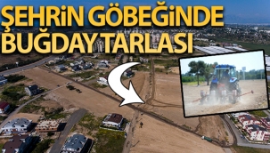 Şehrin göbeğinde buğday tarlası