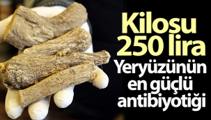 Yeryüzünün en güçlü antibiyotiği: 'Udi hindi'