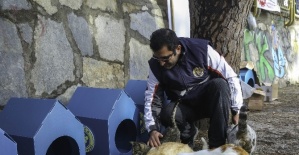 Buca Belediyesi’nden 80 yeni kedi evi