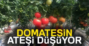 Domatesin ateşi düşüyor