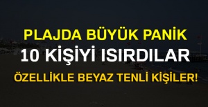 Antalya’da 10 kişiyi caretta caretta ısırdı