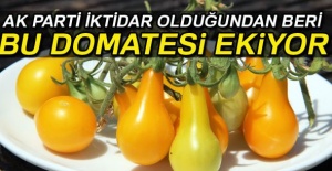 AK Parti iktidar olduğundan beri bu domatesleri ekiyor