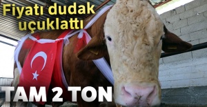 2 tonluk boğanın fiyatı dudak uçuklattı