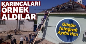 Günün fotoğrafı Aydın'dan! Karıncaları örnek aldılar