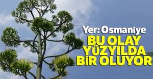 Osmaniye'de gerçekleşti: Bu olay yüzyılda bir oluyor