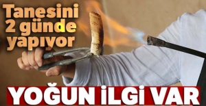 Tanesini 2 günde yapıyor