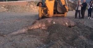 İzmir'de 3 metre uzunluğunda köpek balığı karaya vurdu