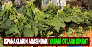 Ispanakların arasındaki yabani otlara dikkat