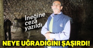 İneğe trafik ceza yazıldı