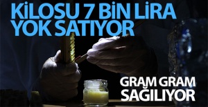 Kilosu 7 bin lira! Sağımı başladı