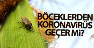 Böceklerden korona virüs geçer mi