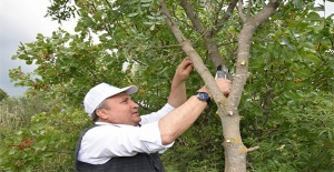 Yunusemre Antep Fıstığı üretim merkezi oluyor